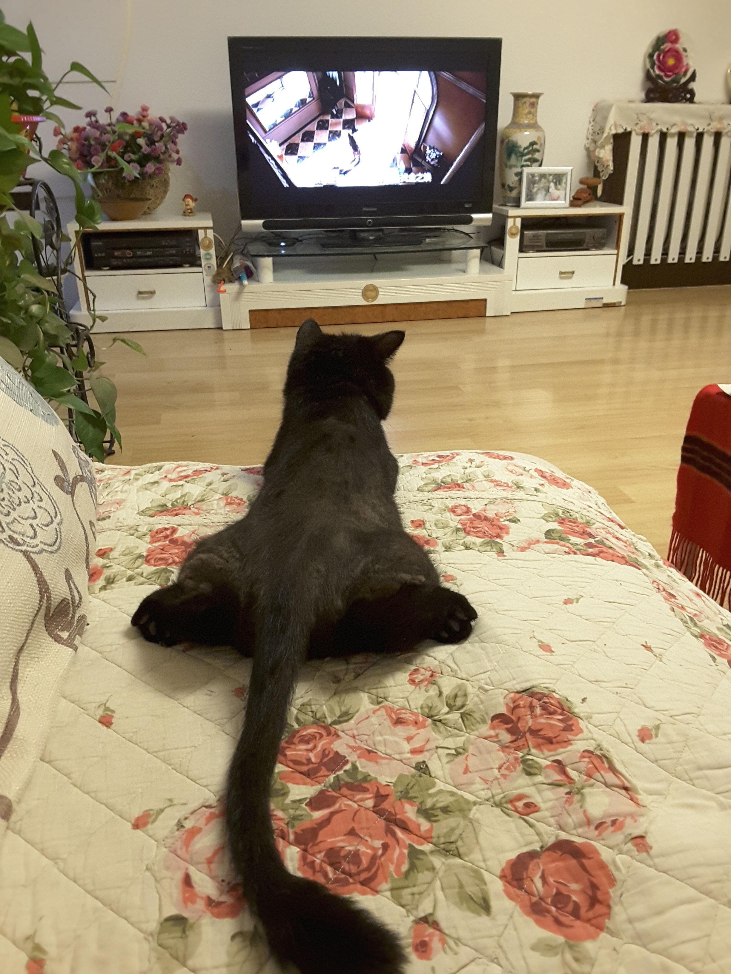 为什么你的猫咪总抓不到老鼠? 为什么你的猫咪总抓不到老鼠?