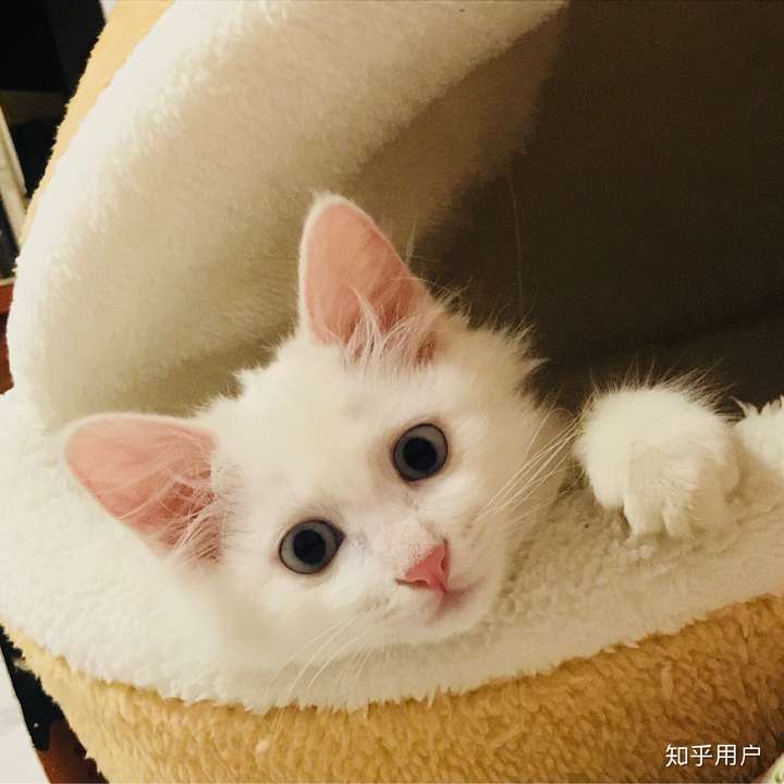 三个月大的猫咪该怎么养才不会踩坑？