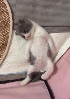 刚出生的小奶猫到底几天睁眼? 刚出生的小奶猫到底几天睁眼?