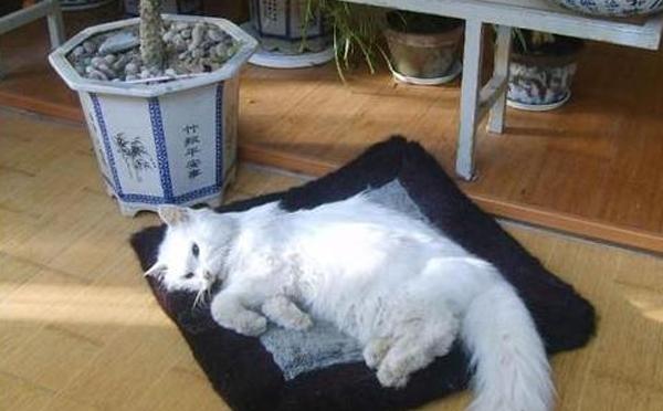 为什么你叫猫咪它总装没听见？