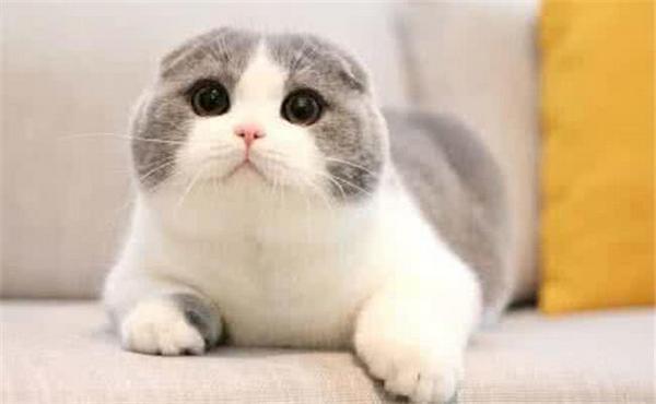 猫咪脸肿成包子脸是怎么回事？