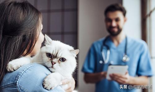 刚接触猫咪iOS官网怎么玩才能不踩坑？