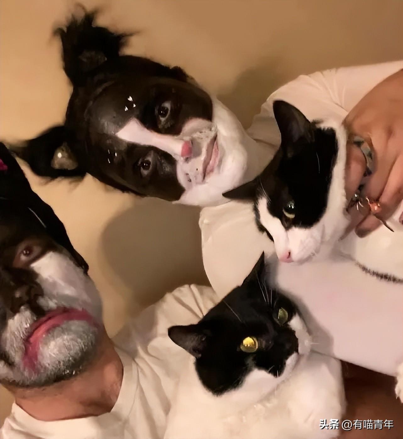 猫咪碰你鼻子是骂人还是示爱? 猫咪碰你鼻子是骂人还是示爱?