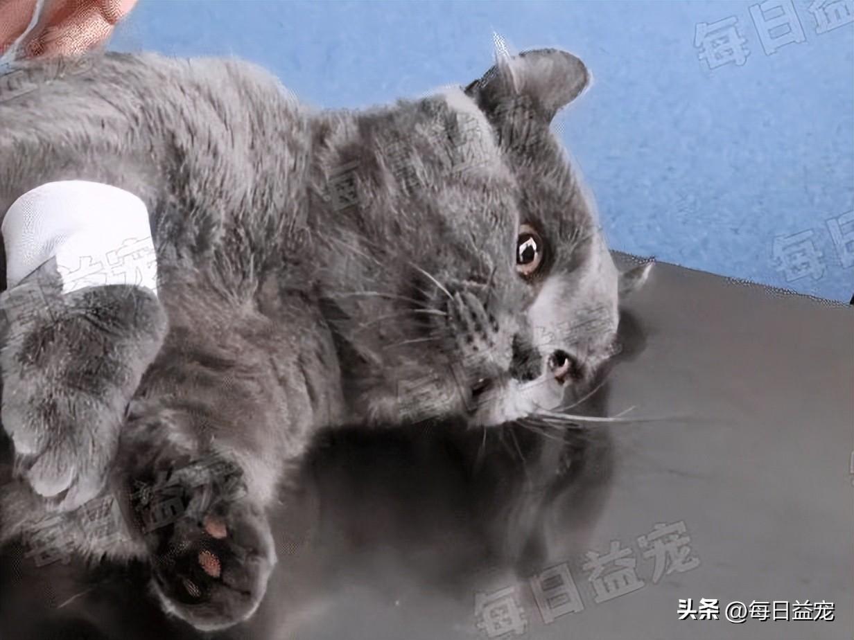 猫咪突然走路打飘是吃坏肚子了吗？