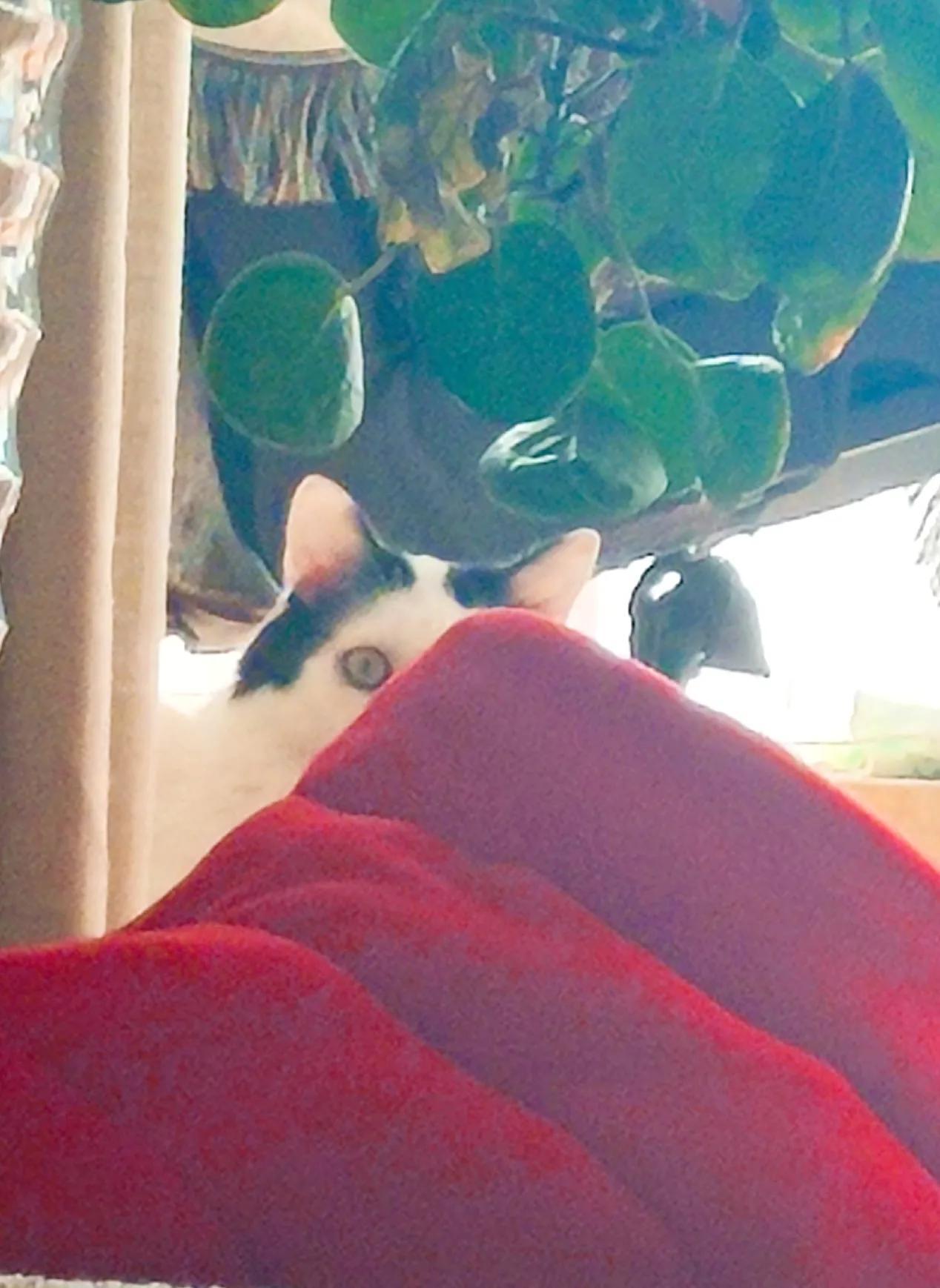 猫咪为什么死活不肯上床睡觉? 猫咪为什么死活不肯上床睡觉?