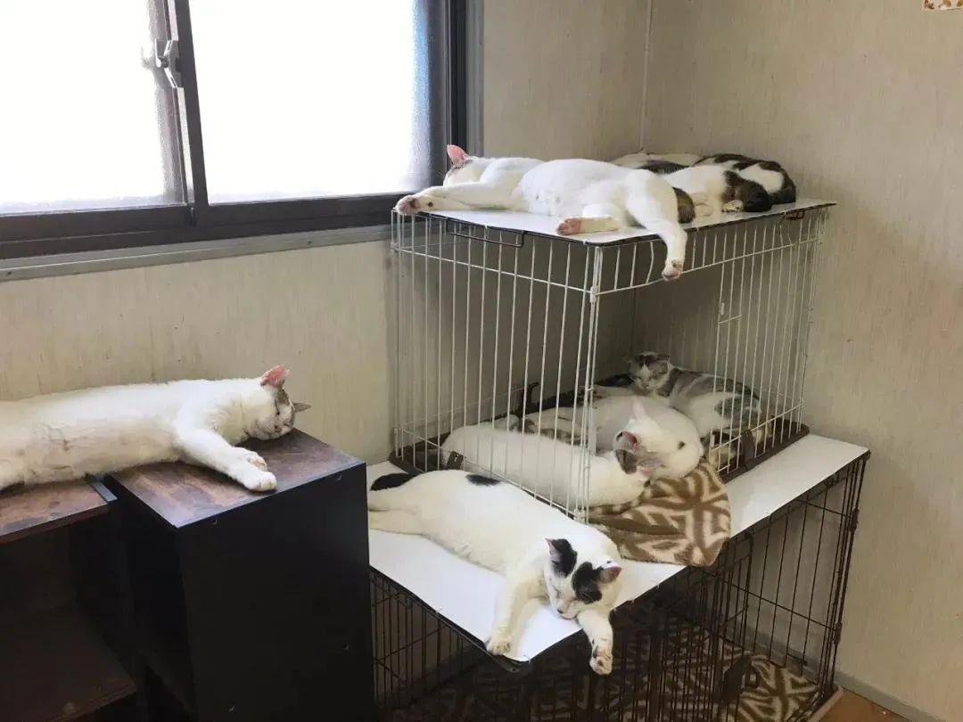 猫咪突然狂吃猫砂是生病了吗？