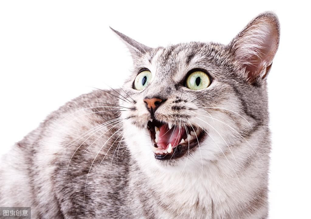 新手养猫真的像看起来那么轻松吗？