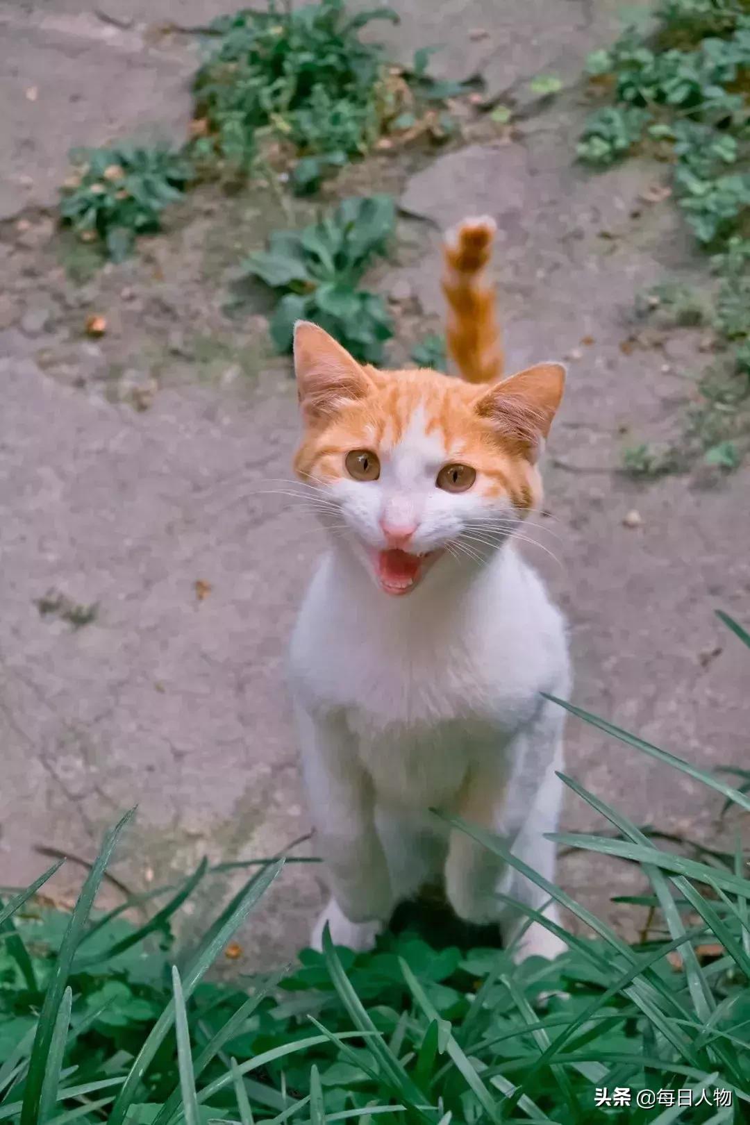 猫咪喘不上气真的会死吗? 猫咪喘不上气真的会死吗?