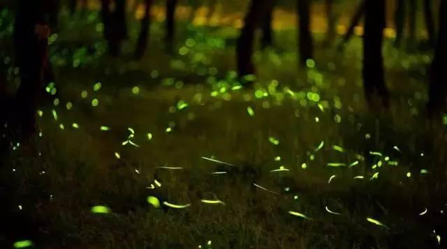 雷克萨斯LS论坛里到底藏着哪些新手不知道的秘密？