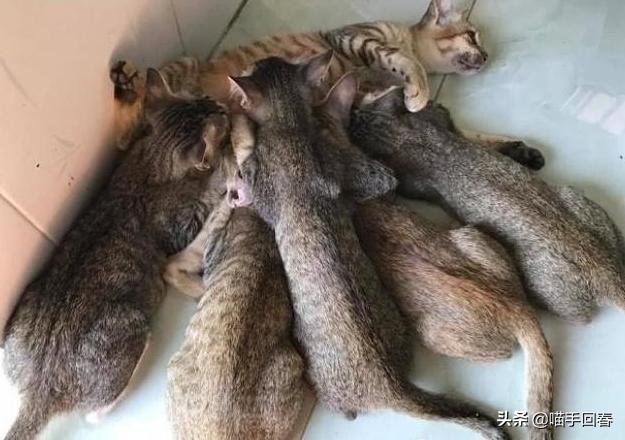 你家猫主子最近总蹭屁股？可能是肚子里有 不速之客 ！