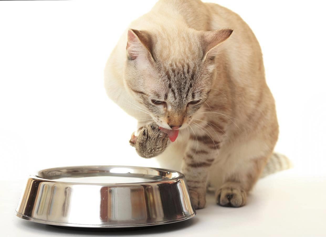 你家猫突然长红疙瘩了？千万别百度乱用药！