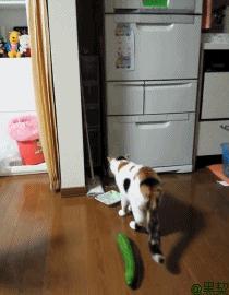 为什么猫咪看到黄瓜会原地起飞？