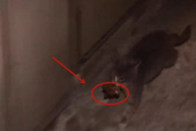 猫咪三天不吃东西会饿死吗？