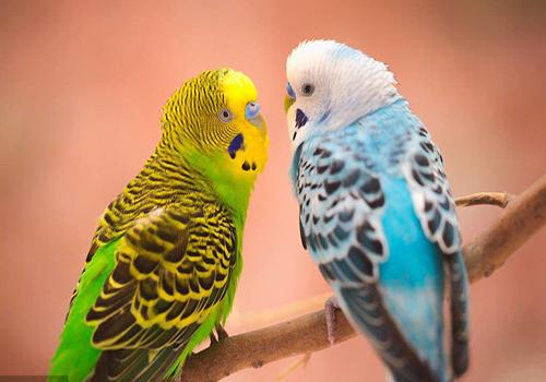 多国标准认证、原装进口保障 京东全球购甄选全球好物为消费者严把好品质关