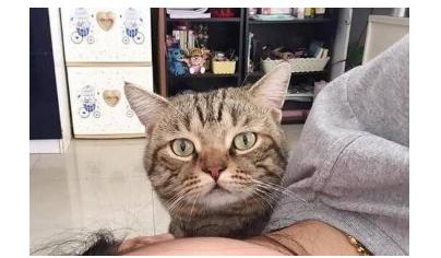 猫咪突然瘫在地上站不起来？