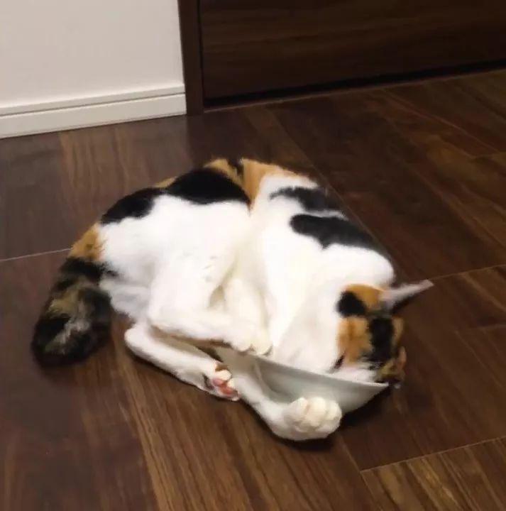 猫咪快不行时会有什么反常举动？