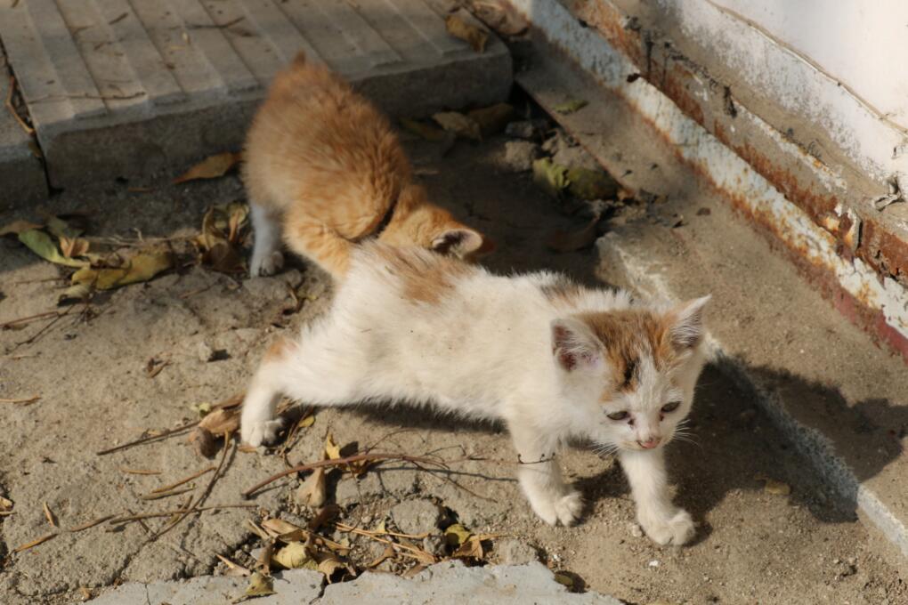 如何拍出让人心动的猫咪晒太阳美照? 如何拍出让人心动的猫咪晒太阳美照?