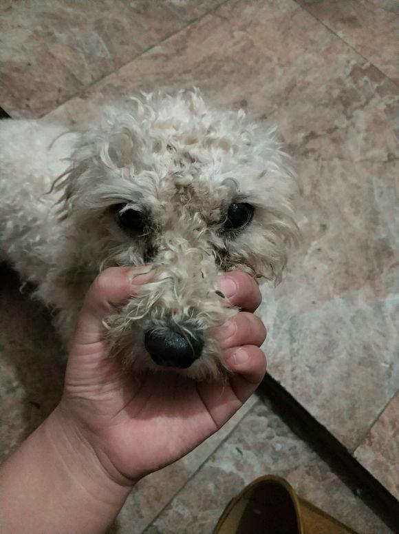 在俄华人如何用包子网解决租房买菜难题？