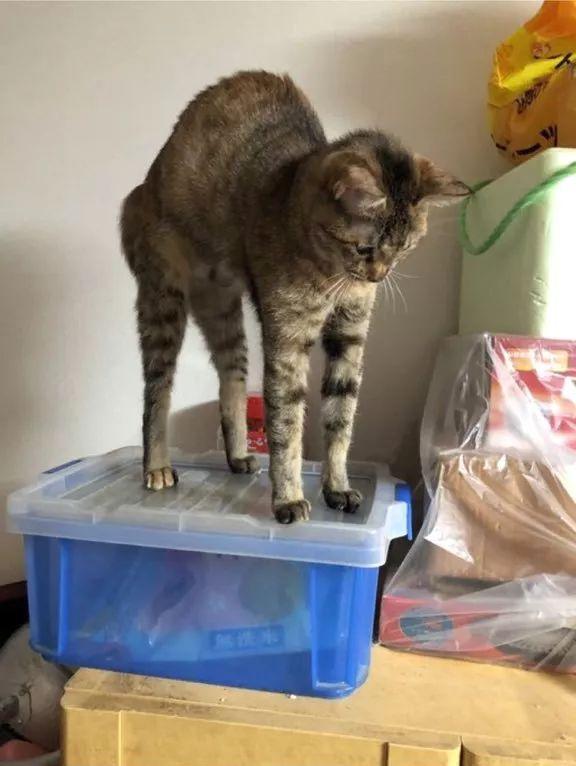 猫咪睡觉突然抖腿是抽筋了吗？