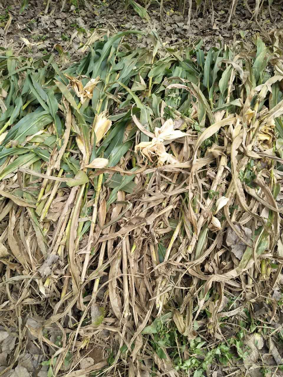 梦见羊群是仙家托梦吗？2025解梦数据揭秘三大命运转折