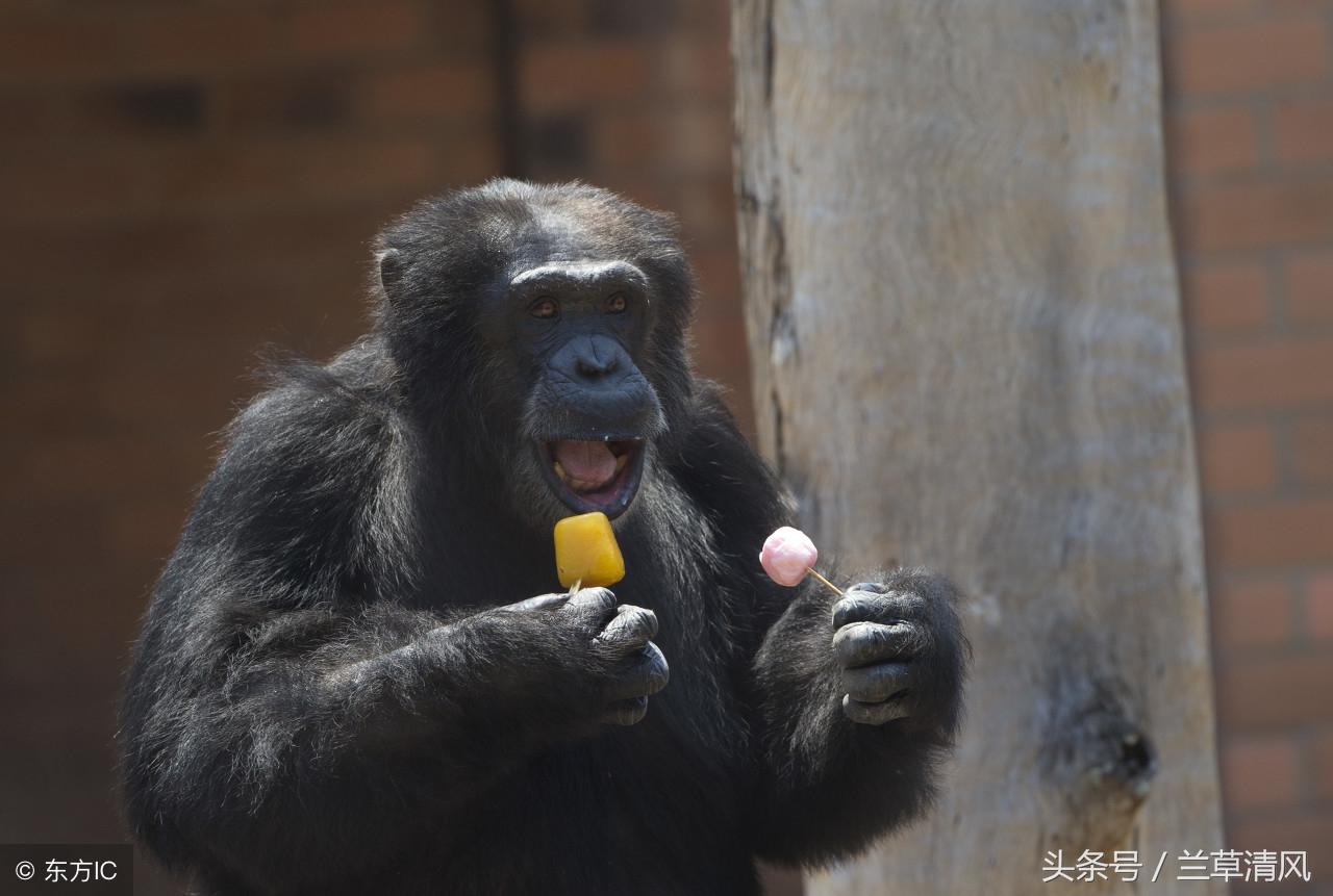 在里约热内卢如何快速找到华人组织? 在里约热内卢如何快速找到华人组织?