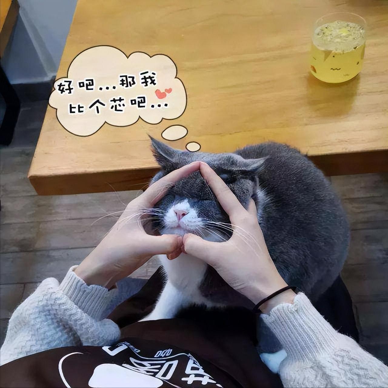 手机上养猫真的能解压吗？