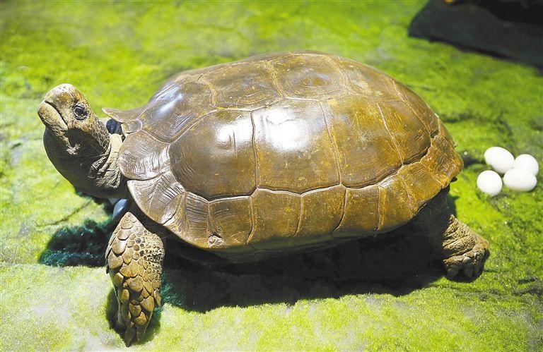 行政律师免费咨询：途径、准备事项及重要作用全解析