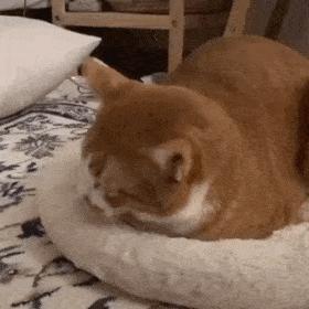 为什么你存的猫咪图总像表情包？