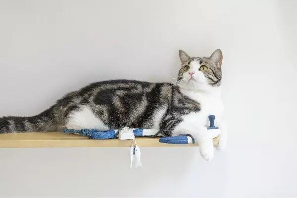 猫咪软便真是益生菌能解决的吗？