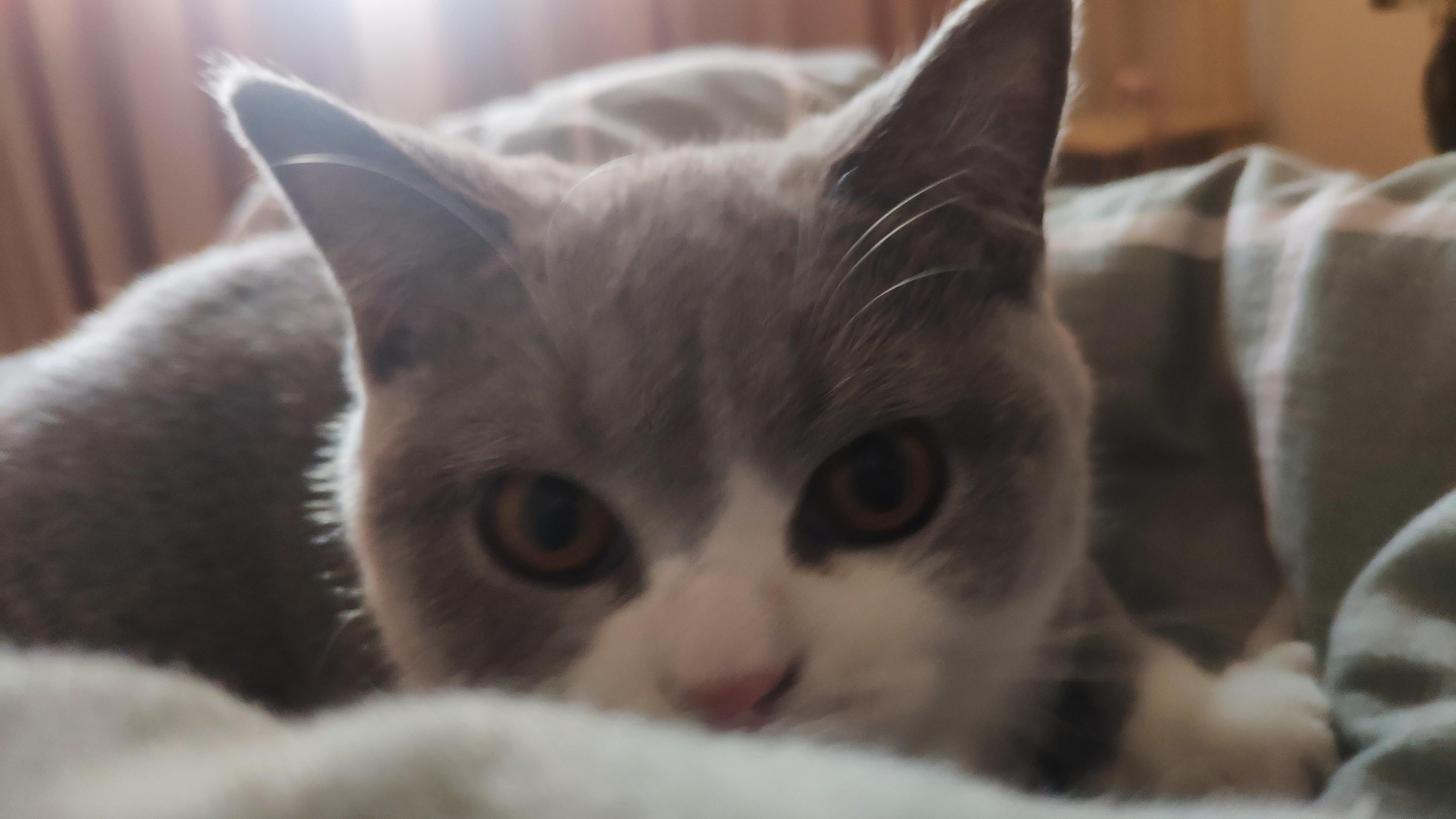 零基础怎么画出让人尖叫的呆萌小猫？