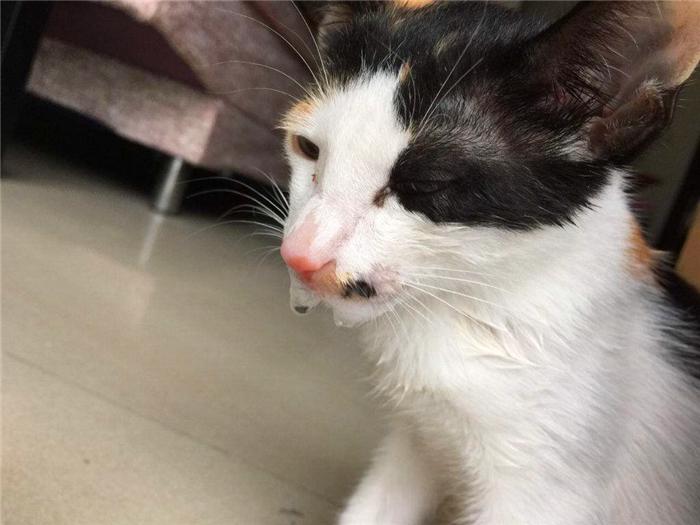 猫咪拉肚子真的需要饿肚子吗？