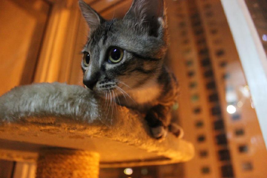 第一次接生小猫需要准备什么？