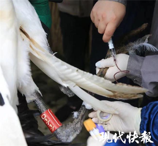 猫咪驱虫药滴脖子真的不会中毒吗？