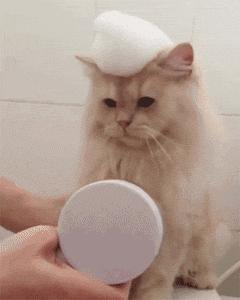 给猫咪洗澡到底要花多少冤枉钱? 给猫咪洗澡到底要花多少冤枉钱?