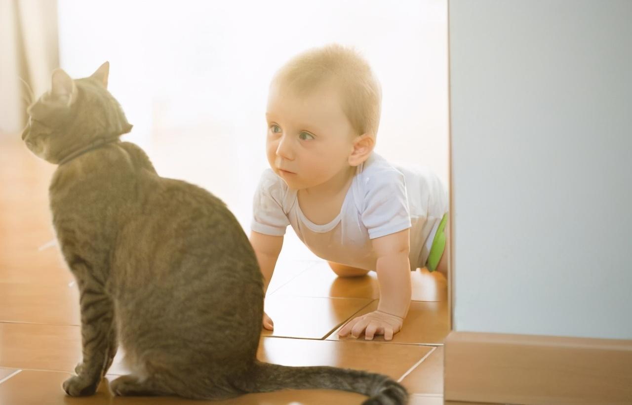 猫咪感染弓形虫会传染给人吗? 猫咪感染弓形虫会传染给人吗?