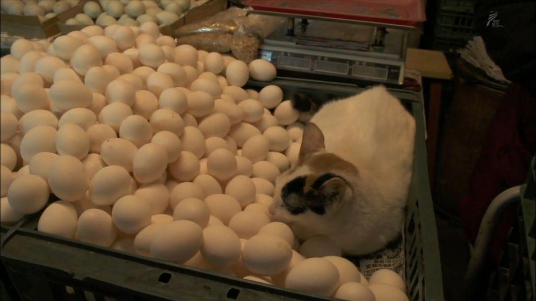 为什么别人的手机总比你萌?高清猫片获取指南来啦! 为什么别人的手机总比你萌?高清猫片获取指南来啦!