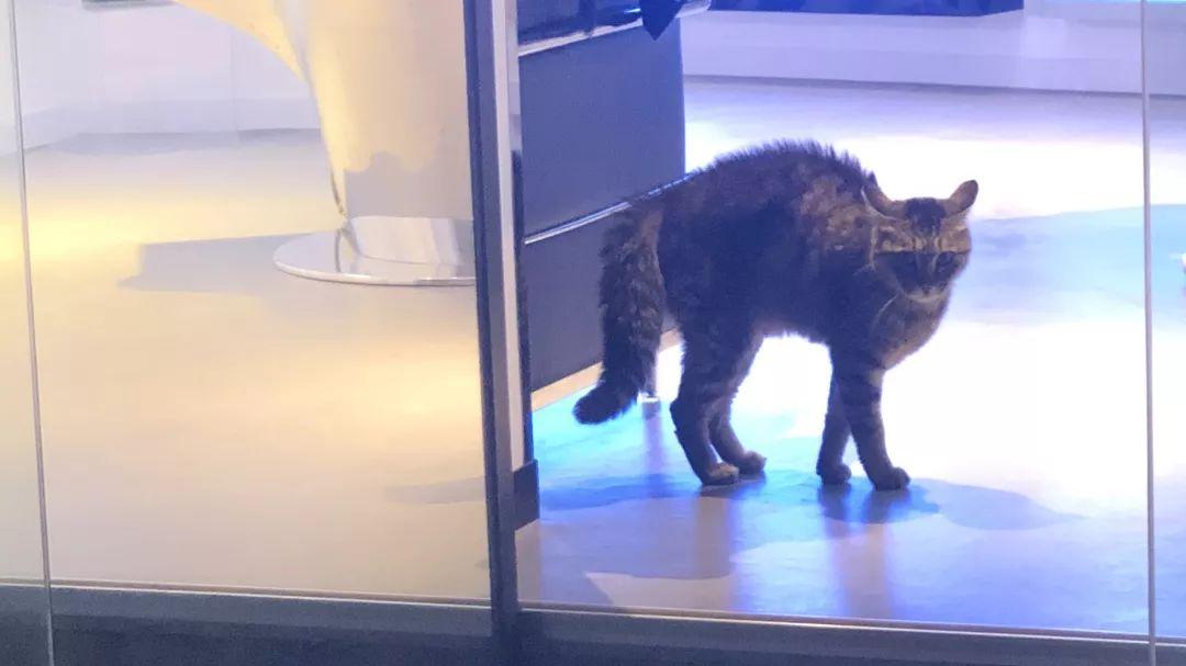 你家猫主子为啥总炸毛？