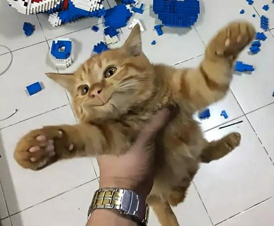 猫咪突然瘫在地上站不起来？