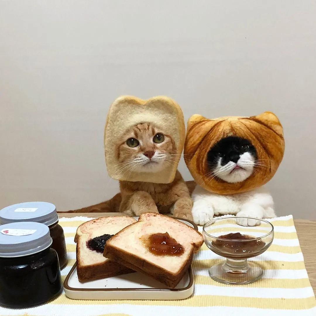 猫咪吃蜂蜜会中毒吗？