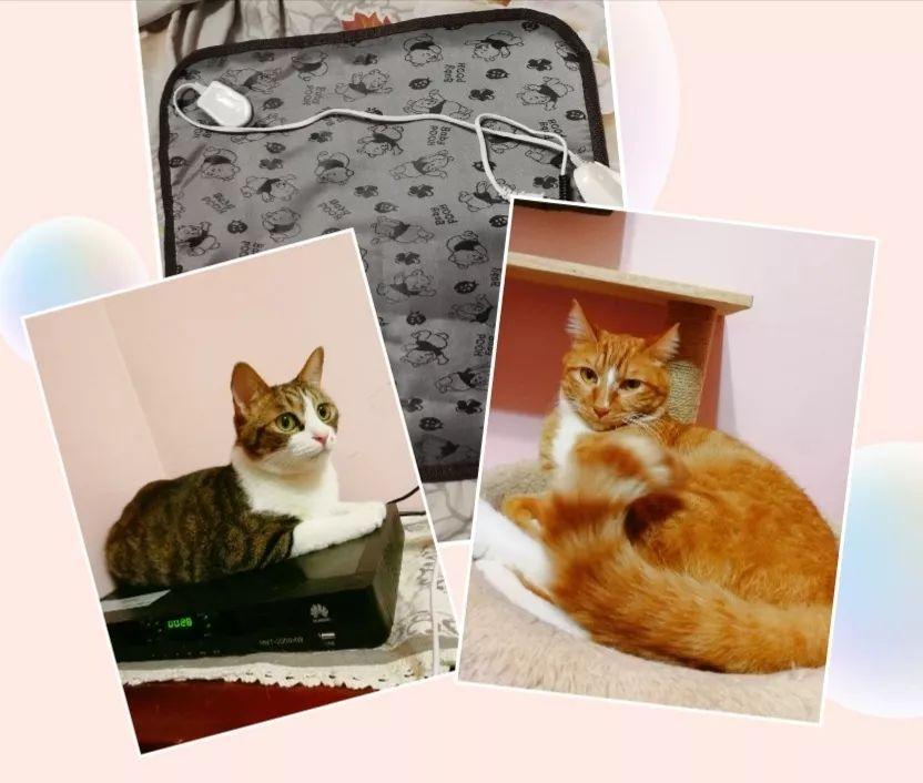 猫咪吃馒头会不会要命? 猫咪吃馒头会不会要命?