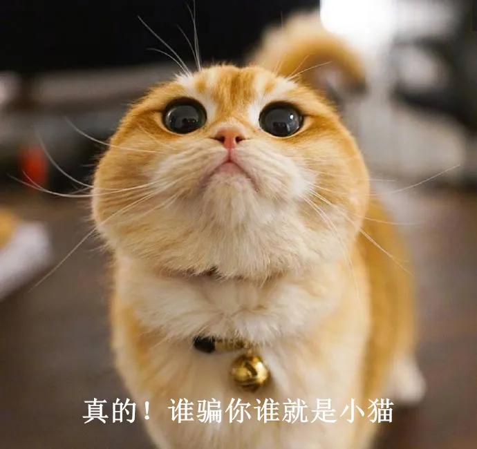 猫咪翻肚皮真的是想让你摸吗？