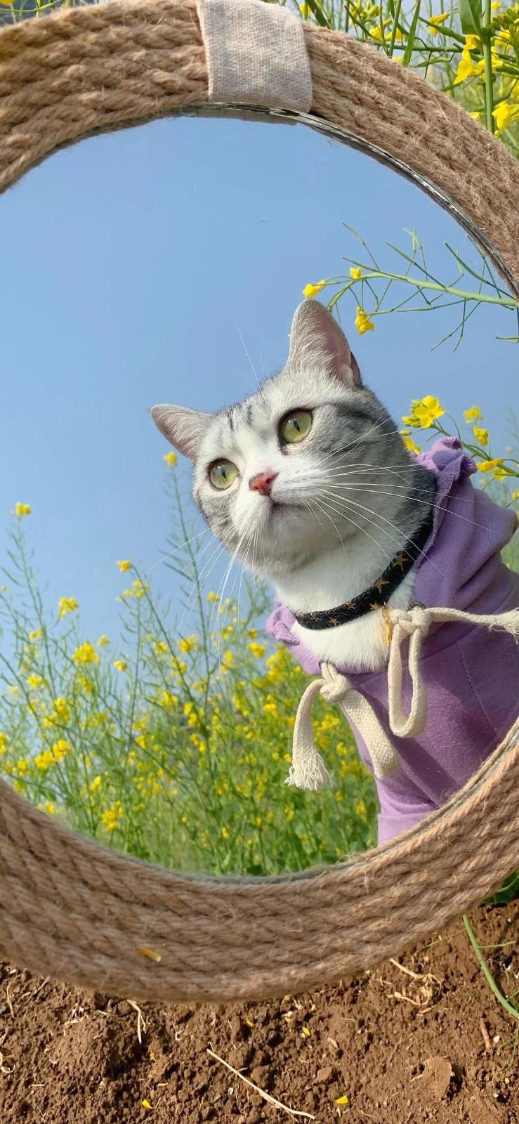 为什么你的手机总存不了一张像样的猫咪壁纸？