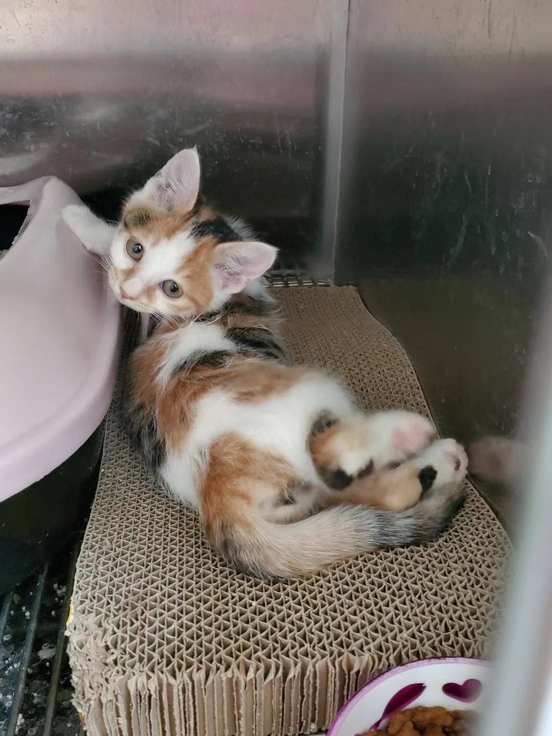 孕妇梦见胖乎乎的婴儿预示什么？解梦师揭秘3大蜕变密码与能量法则