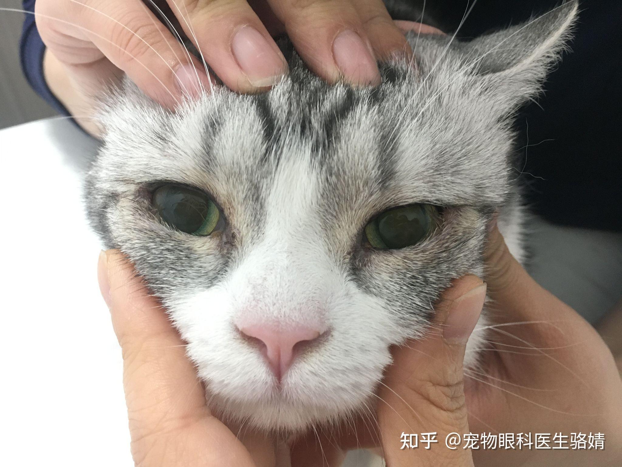 猫咪眼皮外翻能自己恢复吗？