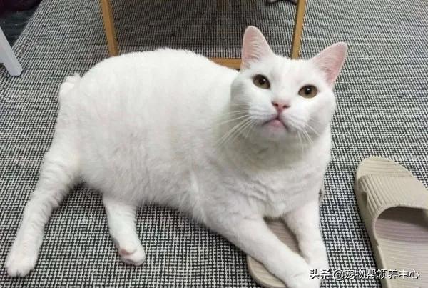 你家猫主子为啥总半夜嗷嗷叫？