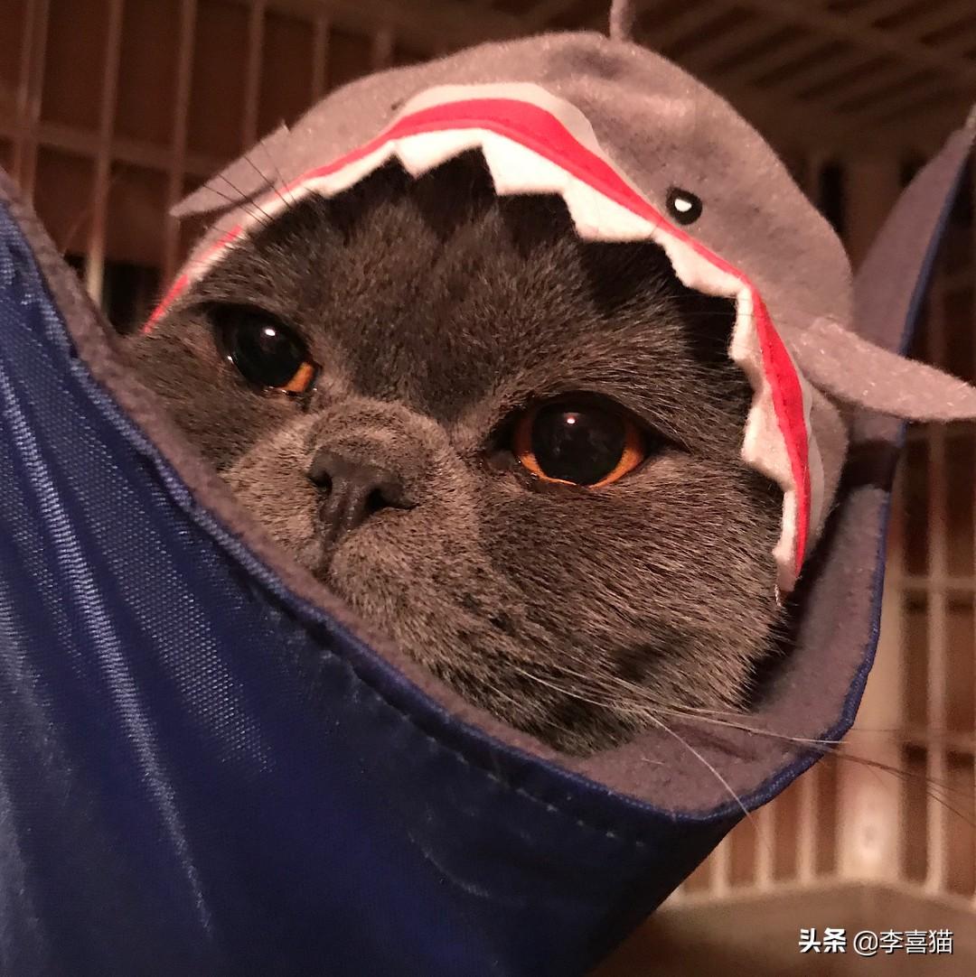 你家猫咪吃饭时眼泪汪汪?别慌! 你家猫咪吃饭时眼泪汪汪?别慌!