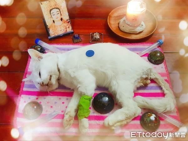 猫咪突然张嘴喘气?这到底是撒娇还是求救信号? 猫咪突然张嘴喘气?这到底是撒娇还是求救信号?