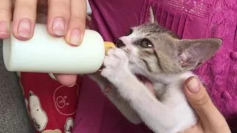刚出生的小奶猫能直接吃猫粮吗？