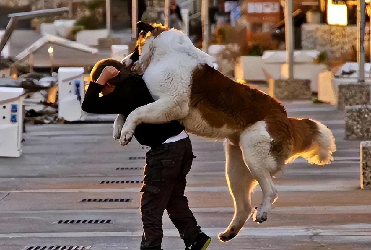 新养猫的你真敢不给主子打疫苗? 新养猫的你真敢不给主子打疫苗?