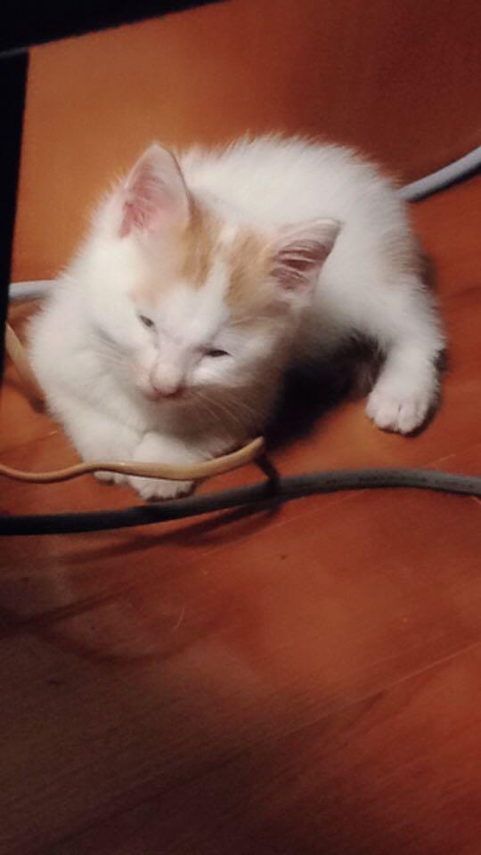 给猫咪喂舒化奶会不会害了它？